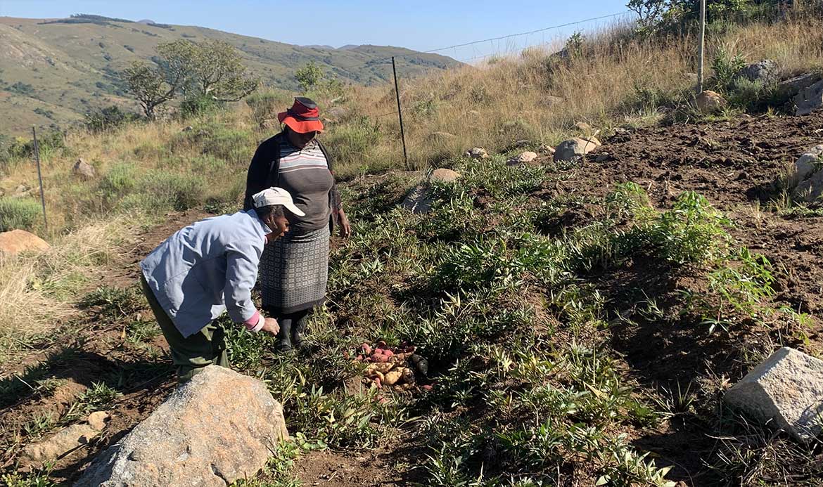 Récolte de patate douce au Jardin des SavoirFaire, Eswatini — free download