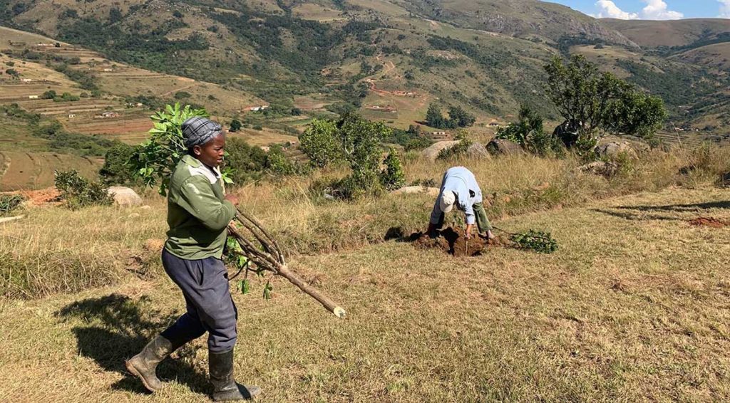 Plantation D arbres Au Jardin Des Savoir Faire Eswatini Transjardins plantation-d-arbres-au-jardin-des-savoir-faire-eswatini-transjardins